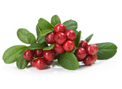 cranberry seed oil