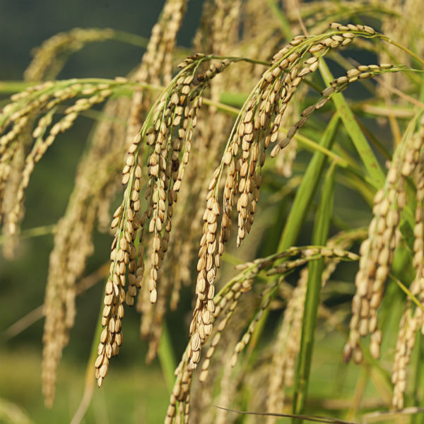 rice bran oil