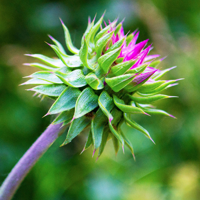 Milk Thistle Seed Oil