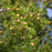 argan oil virgin