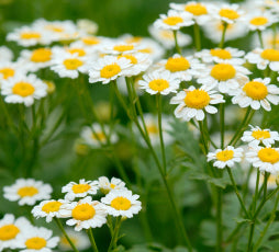 chamomile extract