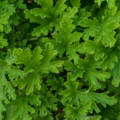 rose geranium hydrosol