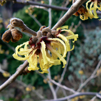 witch hazel hydrosol