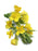 evening primrose oil 10 gla