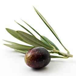 olive leaf extract