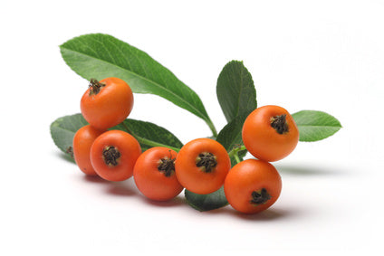 sea buckthorn berry oil