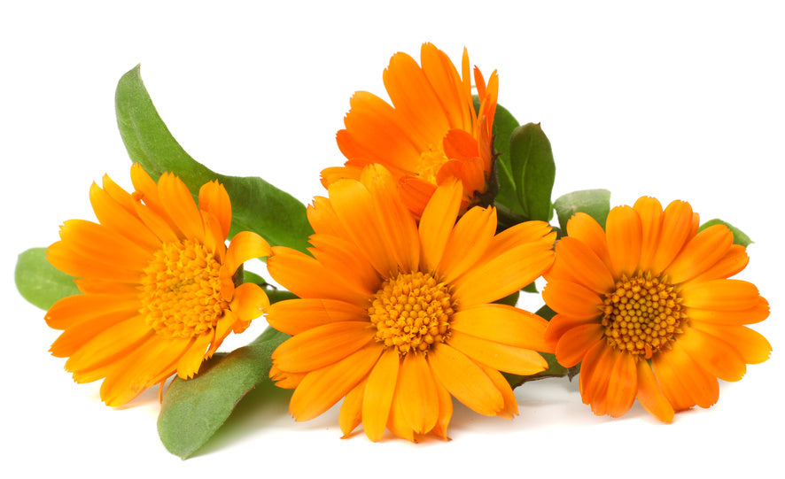 calendula hydrosol