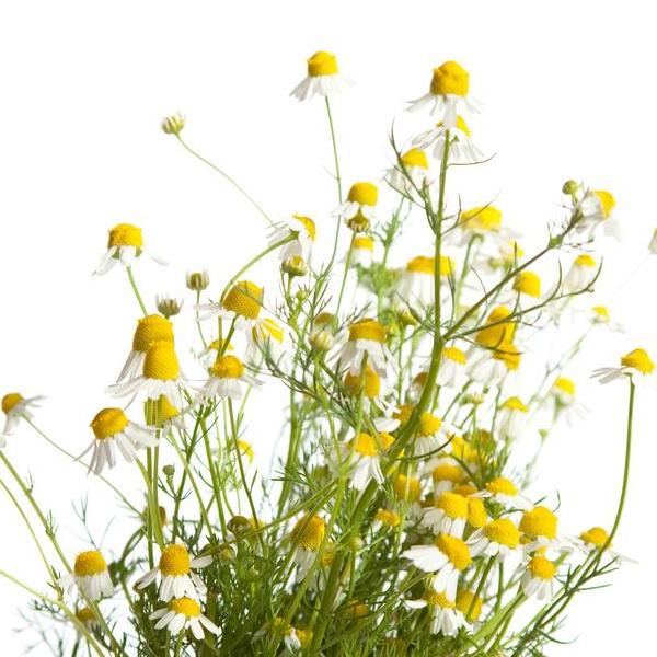 chamomile roman hydrosol