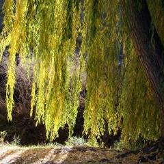 willow bark extract