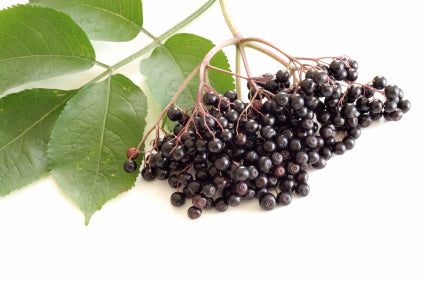 phytocide elderberry os