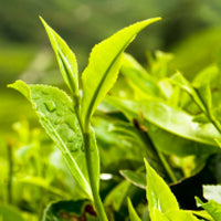 green tea extract