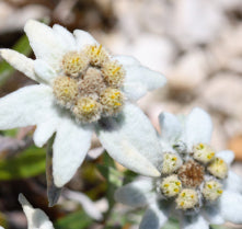 edelweiss extract