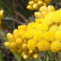 helichrysum extract