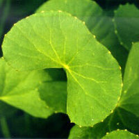 centella asiatica extract