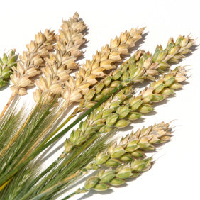hydrolyzed wheat protein